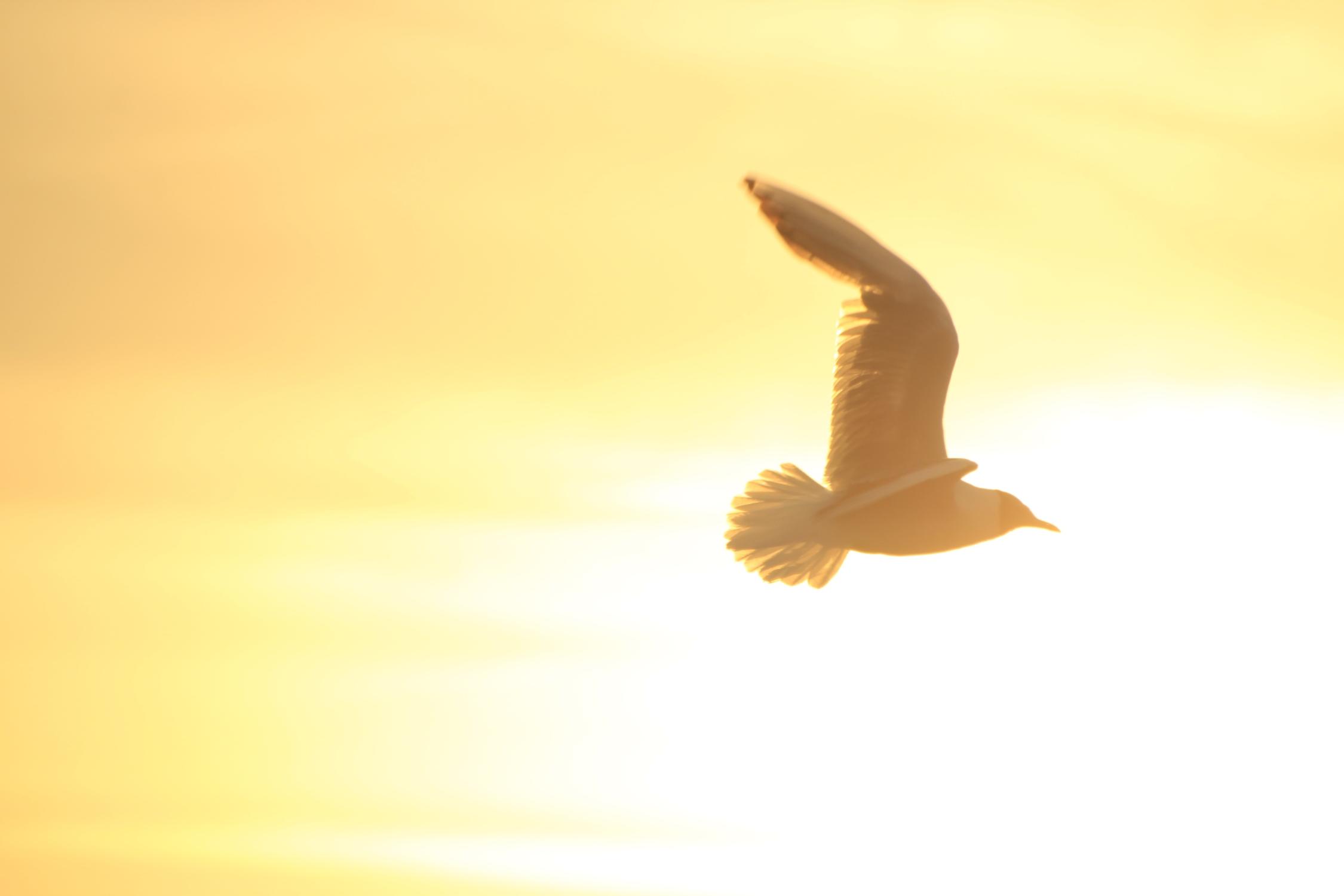 Vogel